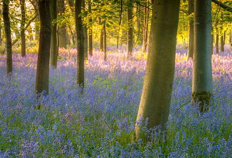 Four beautiful flower walks in Norfolk