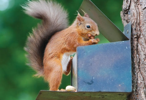 Red-dy for their “Autumnwatch” close-up