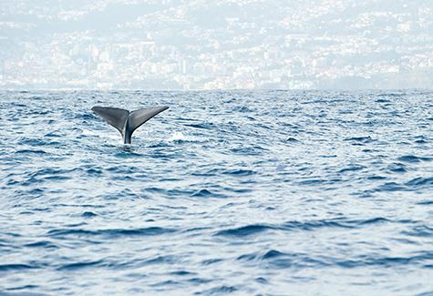 Whale-watching in Madeira