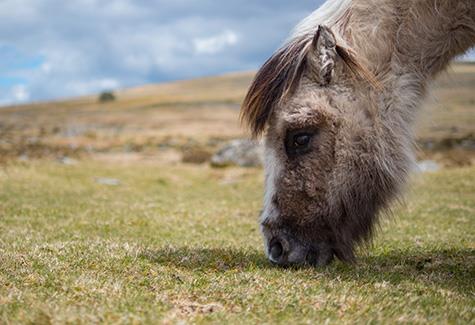 Breckland Ponies...?