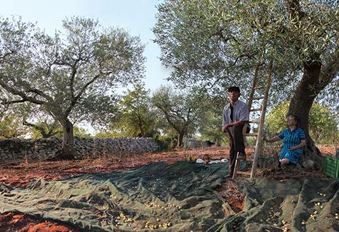 Taste real Italian olive oil produced exclusively on site at Coreggia