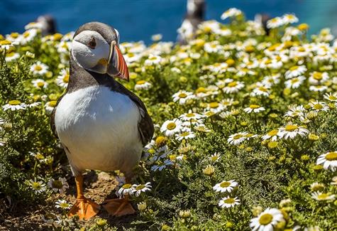 Puffin Island: A birdwatcher’s delight